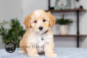 Saber Male Maltipoo