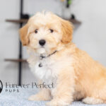 Saber | Cream Maltipoo for sale
