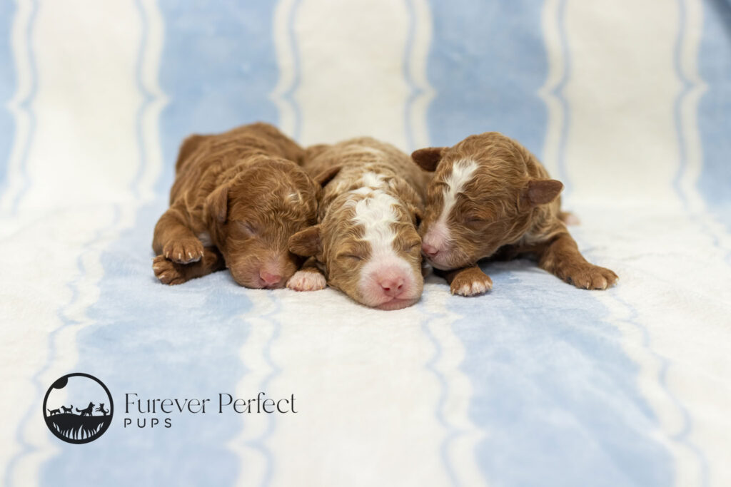 Male Puppy