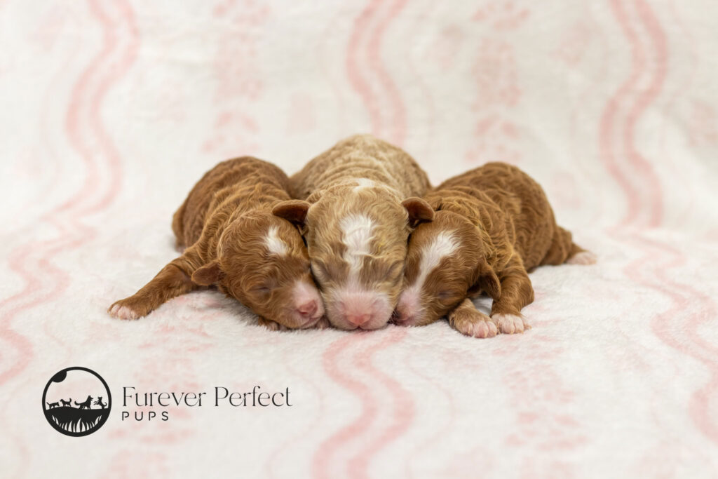 Female Puppy