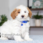 Simba | Cream Maltipoo for sale
