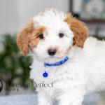 Simba | Cream Maltipoo for sale