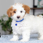 Simba | Cream Maltipoo for sale