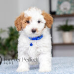 Simba | Cream Maltipoo for sale