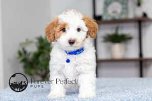 Simba Male Maltipoo