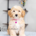 Sunny | Cream Maltipoo for sale