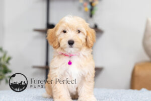 Sunny Female Maltipoo