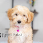 Sunny | Cream Maltipoo for sale