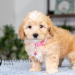 Sunny | Cream Maltipoo for sale