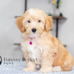 Sunny | Cream Maltipoo for sale