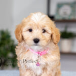 Sunny | Cream Maltipoo for sale