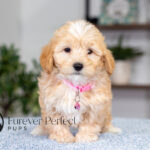 Sunny | Cream Maltipoo for sale