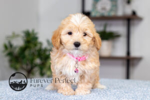 Sunny Female Maltipoo