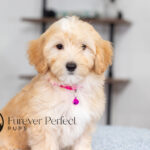 Sunny | Cream Maltipoo for sale