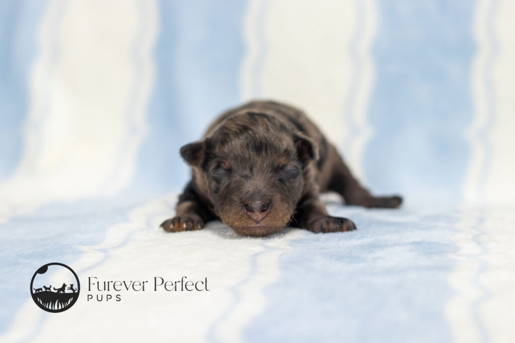 Male Puppy
