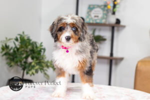 Bliss Female Bernedoodle