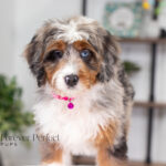 Bliss | Blue Merle & Tan Bernedoodle for sale