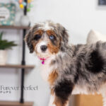Bliss | Blue Merle & Tan Bernedoodle for sale
