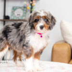 Bliss | Blue Merle & Tan Bernedoodle for sale