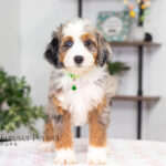 Bonnie (2)