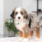 Bonnie | Blue Merle & Tan Bernedoodle for sale