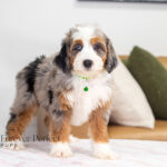 Bonnie | Blue Merle & Tan Bernedoodle for sale