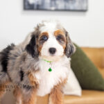 Bonnie | Blue Merle & Tan Bernedoodle for sale