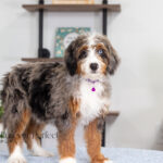 Brielle | Blue Merle & Tan Bernedoodle for sale