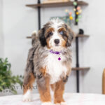 Brielle | Blue Merle & Tan Bernedoodle for sale