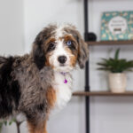 Brielle | Blue Merle & Tan Bernedoodle for sale