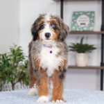 Brielle | Blue Merle & Tan Bernedoodle for sale