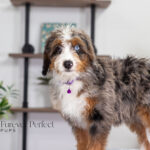 Brielle | Blue Merle & Tan Bernedoodle for sale