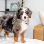 Brielle | Blue Merle & Tan Bernedoodle for sale