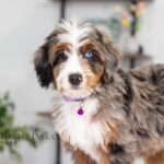 Brielle | Blue Merle & Tan Bernedoodle for sale