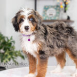 Brielle | Blue Merle & Tan Bernedoodle for sale