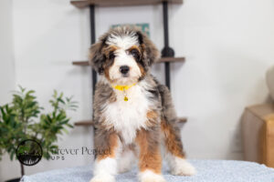 Brooklyn Female Bernedoodle