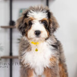 Brooklyn | Blue Merle & Tan Bernedoodle for sale