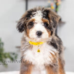 Brooklyn | Blue Merle & Tan Bernedoodle for sale