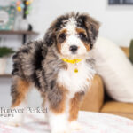Brooklyn | Blue Merle & Tan Bernedoodle for sale