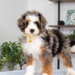 Brooklyn | Blue Merle & Tan Bernedoodle for sale