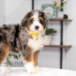 Brooklyn | Blue Merle & Tan Bernedoodle for sale