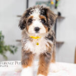 Brooklyn | Blue Merle & Tan Bernedoodle for sale
