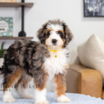 Brooklyn | Blue Merle & Tan Bernedoodle for sale