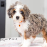 Bunny | Blue Merle & Tan Bernedoodle for sale
