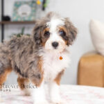 Bunny | Blue Merle & Tan Bernedoodle for sale