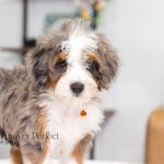 Bunny | Blue Merle & Tan Bernedoodle for sale