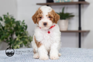 Echo Male Poodle