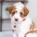 Echo | Red Parti Poodle for sale