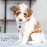 Echo | Red Parti Poodle for sale