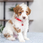 Echo | Red Parti Poodle for sale